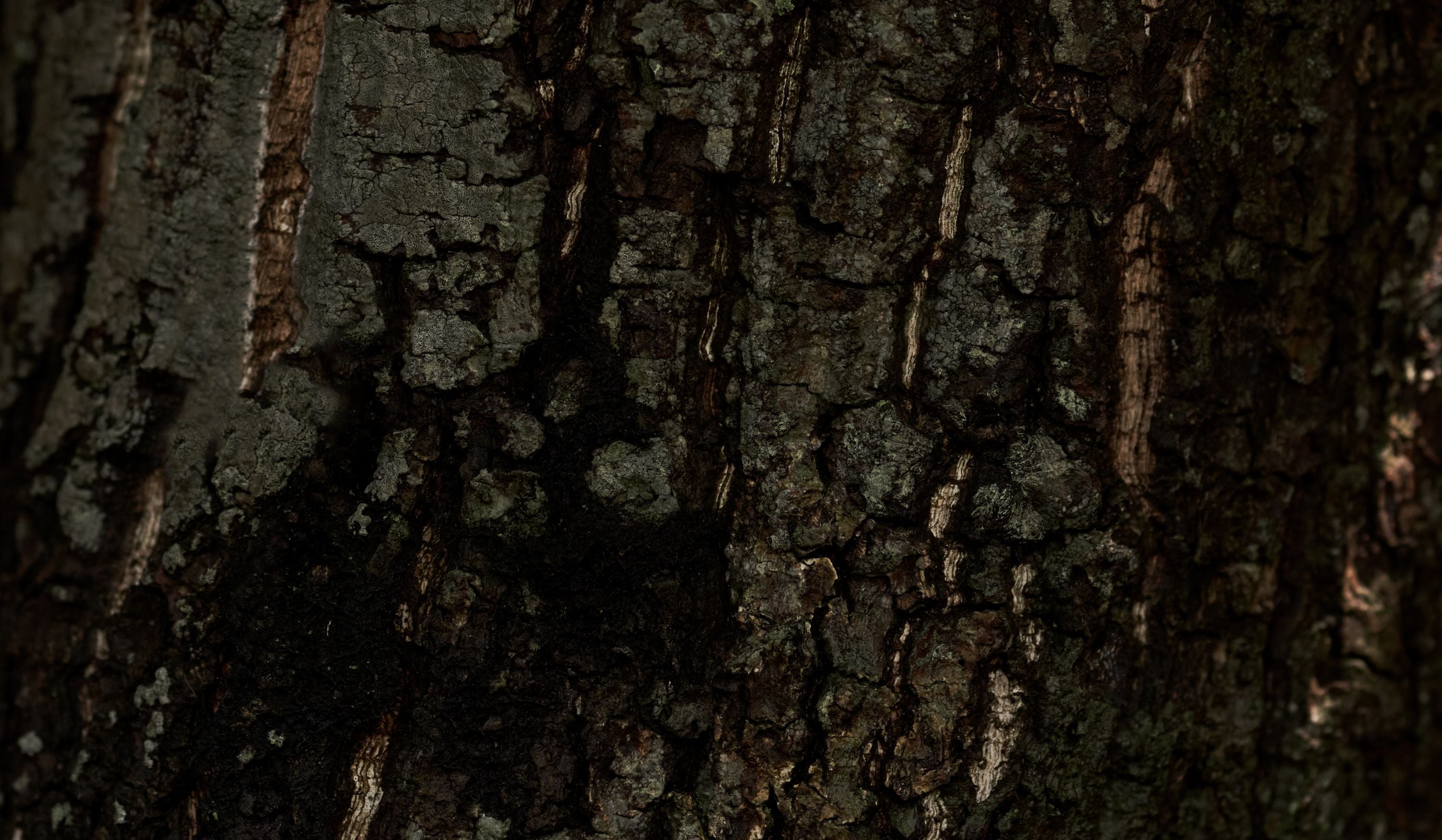 鷹ノ目新商品01